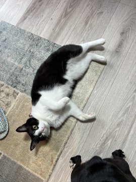 A black and white tuxedo cat lies playfully on its back on a wooden floor and rug, looking at the camera with wide eyes.