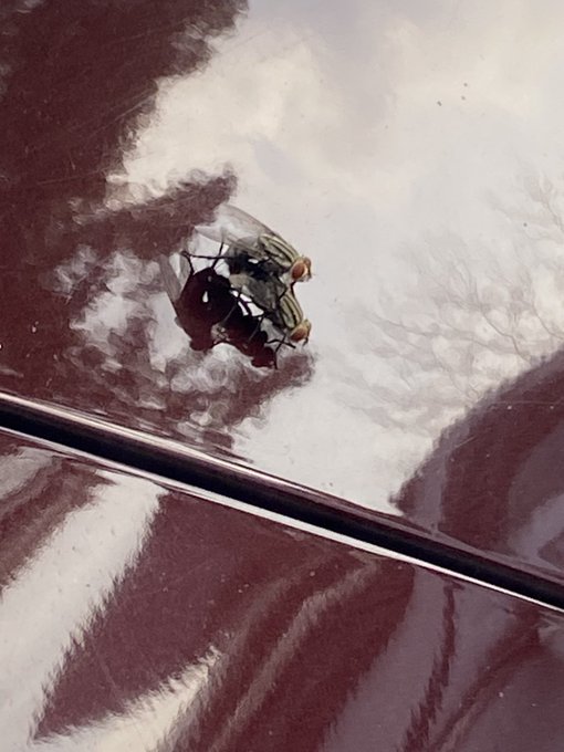 The image features two flies sitting on top of a car's hood, with one fly positioned closer to the viewer and the other further away. The background includes trees, suggesting that the scene takes place outdoors or near a wooded area. The caption in the image reads "Even these flies found a partner before my altcoins found a bottom." This phrase is likely an inside joke or reference to the cryptocurrency market, where altcoins have been known to be referred to as "flying flies" due to their rapid rise and fall in value.