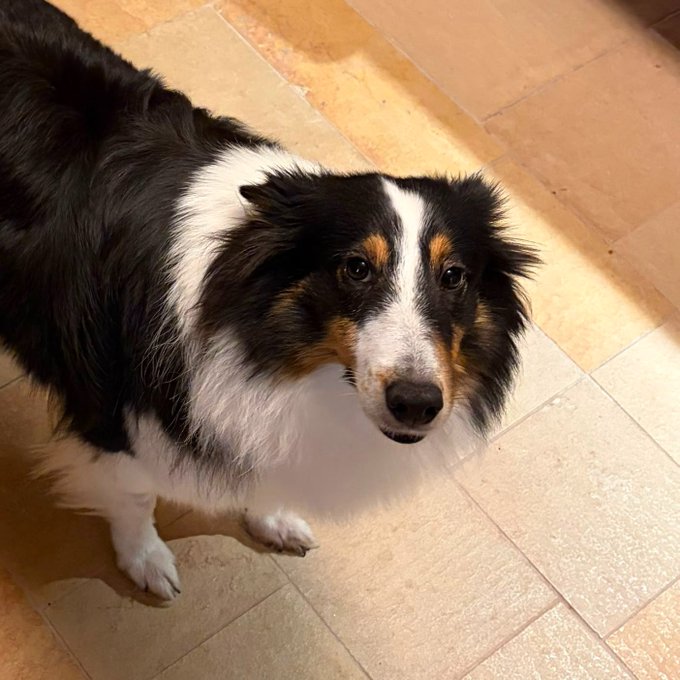 A black, white, and brown tricolor dog, possibly an Australian Shepherd, sitting on a tiled floor and looking up at the camera.
