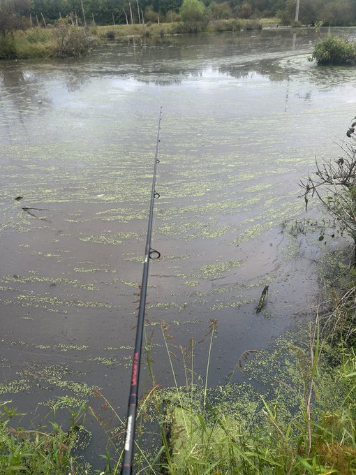 A photograph of a fishing rod extending over a calm, algae-covered river or pond with grassy banks and trees in the background.