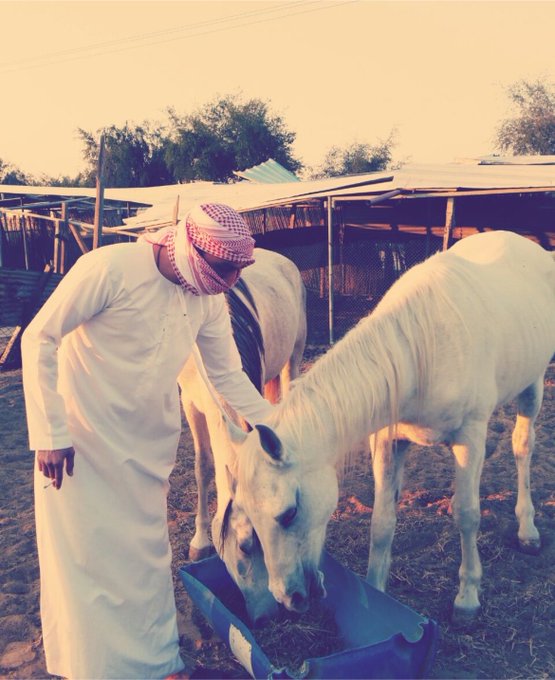 A man dressed in traditional white Middle Eastern attire with a red and white checkered keffiyeh feeds a white horse at what appears to be a stable or farm at sunset.