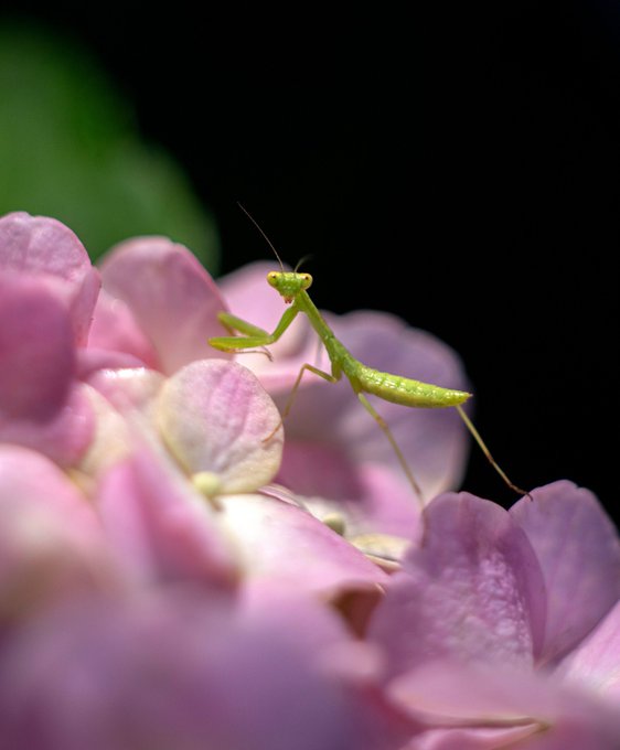 A close-up macro photograph of a tiny green praying mantis standing on soft pink and white flower petals against a dark background.