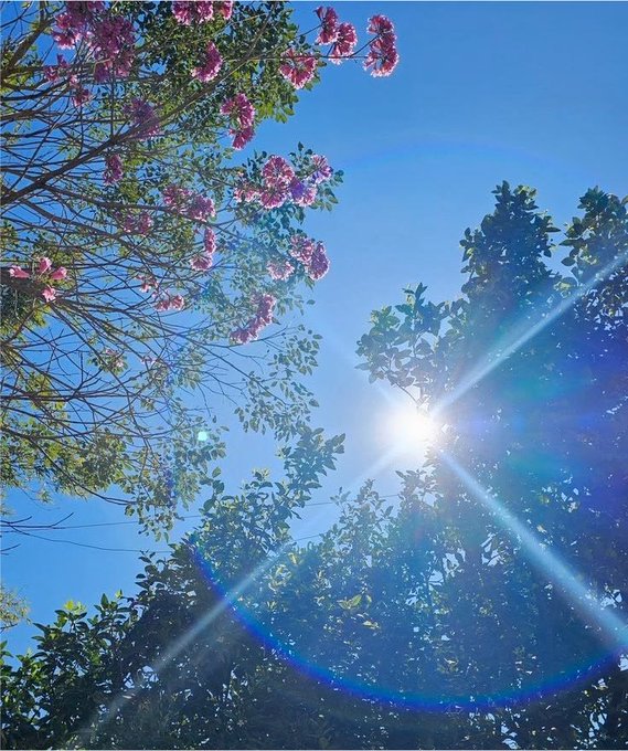 Sunlight streams through tree branches with pink blossoms, creating a bright starburst lens flare against a clear blue sky.
