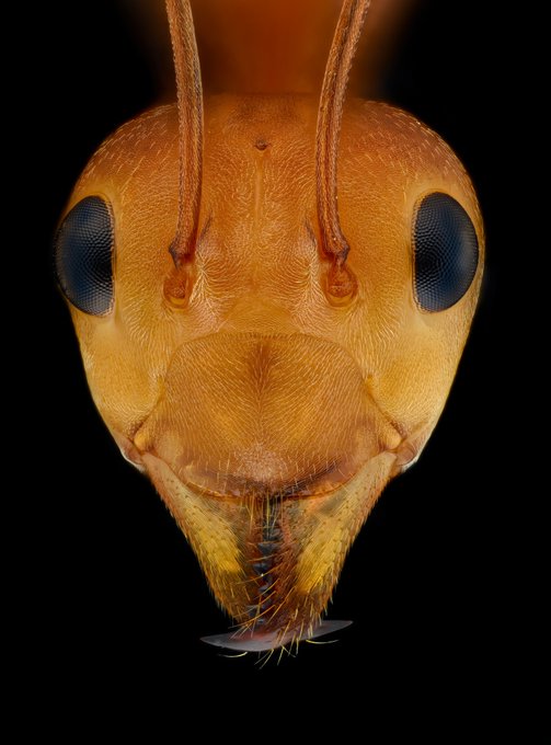 An extreme close-up macro photograph of an ant's head against a black background, highlighting its textured orange face and large dark compound eyes.