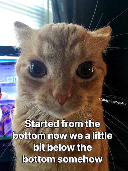 A close-up of a wide-eyed orange tabby kitten with the watermark '@literallymecats' and caption text reading 'Started from the bottom now we a little bit below the bottom somehow.'