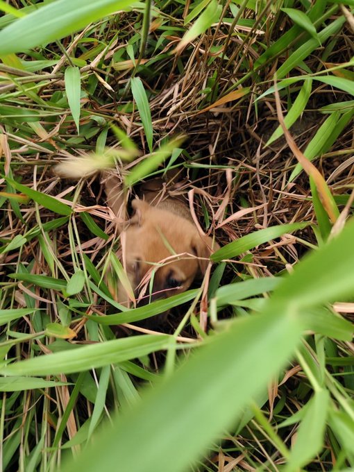 A close-up photograph of a small brown and black puppy sleeping or resting, partially hidden among green grass blades and dry pine needles.