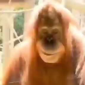 A close-up image of an orangutan with a wide, toothy grin.