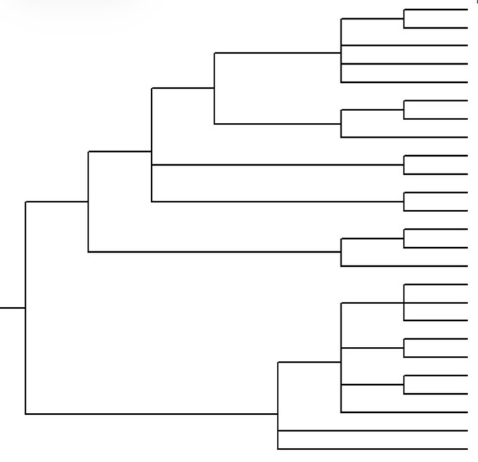 A black and white phylogenetic tree diagram or dendrogram with horizontal branches extending to the right, showing hierarchical clustering without visible labels.