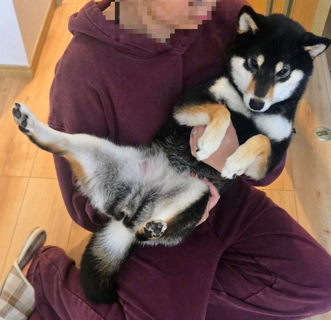 A Shiba Inu is cradled upside-down in its owner's arms, belly-up with paws in the air, while the person wears a maroon hoodie and matching pants on a wooden floor. The relaxed, belly-exposed pose paired with the caption's playful reference to a "rider kick" suggests the dog is playfully imitating a martial arts move in a humorous pet photo.