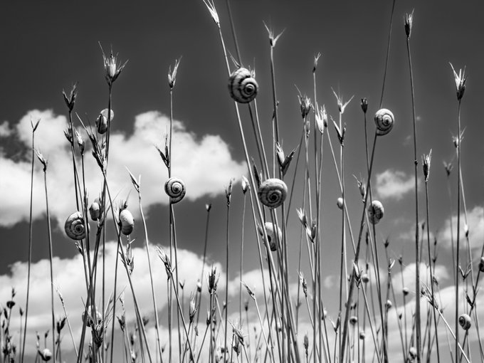 A black and white photograph of tall grass stems with snail shells attached, set against a cloudy sky background.