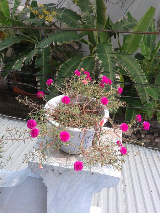 A potted plant with bright pink flowers sitting on a white concrete pedestal, with green banana leaves and foliage visible in the background behind a wire fence.