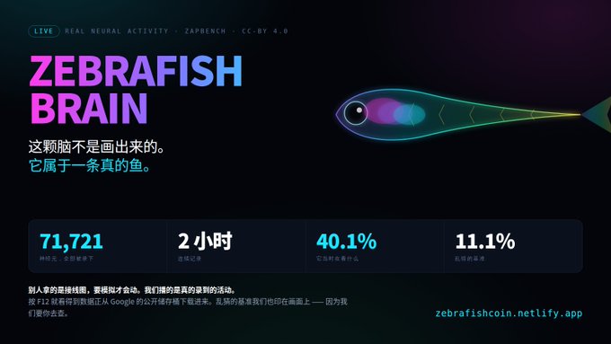 A promotional graphic for 'ZEBRAFISH BRAIN' showing real neural activity from ZAPBench, featuring statistics including 71,721 neurons, 2 hours of recording, 40.1% benchmark accuracy, and 11.1% neural accuracy, with the URL zebrafishcoin.netlify.app.