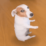 A small white and brown Jack Russell Terrier puppy sits upright on its hind legs on a wooden floor, looking up with an alert expression. The image of an innocent puppy is used ironically to pitch a speculative "next $100M meme" investment opportunity.