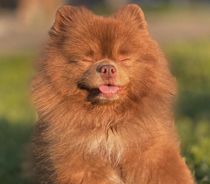 A close-up portrait of a fluffy reddish-brown Pomeranian dog with its eyes closed and tongue slightly out, appearing to smile in warm sunlight.