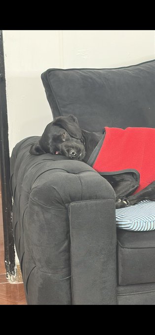 A black Labrador dog rests its head on the armrest of a dark gray couch next to a red blanket.