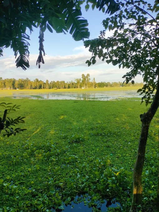 A lush green landscape features a field covered in aquatic plants with a body of water in the background, framed by overhanging tree branches under a partly cloudy sky.
