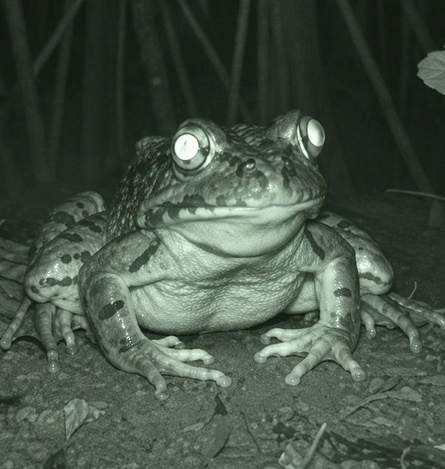 A close-up black-and-white photograph of a large toad with reflective eyes sitting on the ground at night.