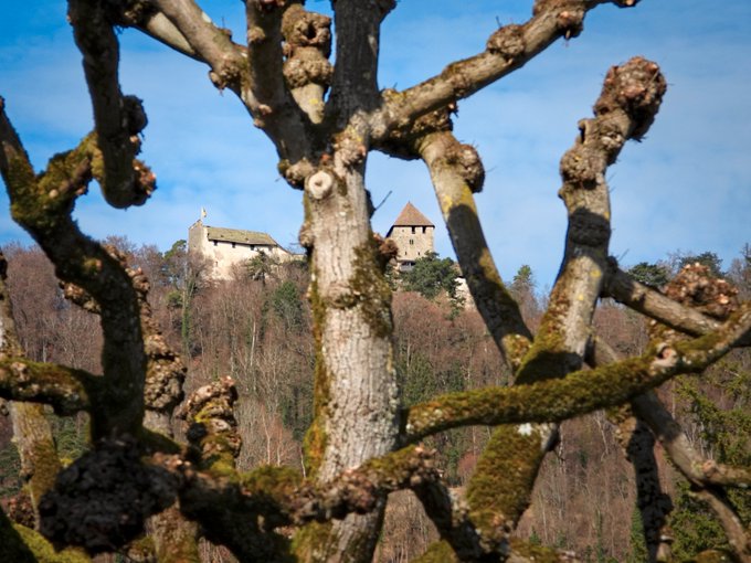 A view of a castle on a forested hill framed by gnarled, moss-covered tree branches in the foreground against a blue sky.