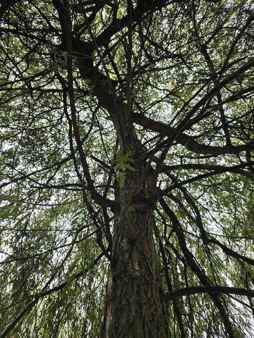 A low-angle photograph looking up into the canopy of a large tree, showing its trunk, branches, and green leaves against the sky.