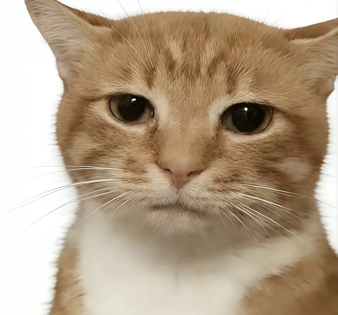 A close-up photograph of an orange and white tabby cat staring directly at the camera with a neutral expression against a white background.