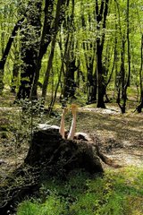 A person performs a handstand on a large rock in a green forest clearing.