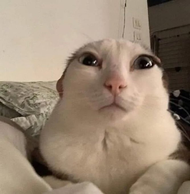 A close-up photo of a wide-eyed, startled-looking white and gray cat staring directly into the camera. The cat's shocked, overwhelmed expression perfectly mirrors the trader's frustration and despair after 45 minutes of confusing price action.