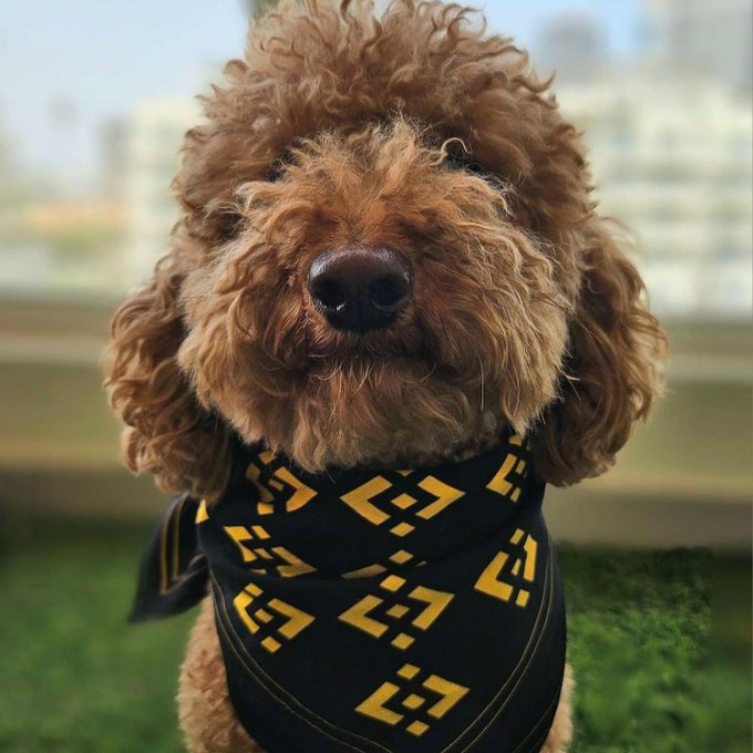 A curly brown dog models a black bandana patterned with the distinctive yellow Binance logo, perfectly matching the post's query about a better garment for the stylish pup.