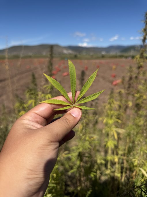 A hand holds up a green cannabis leaf in front of a field of cannabis plants with mountains in the background.