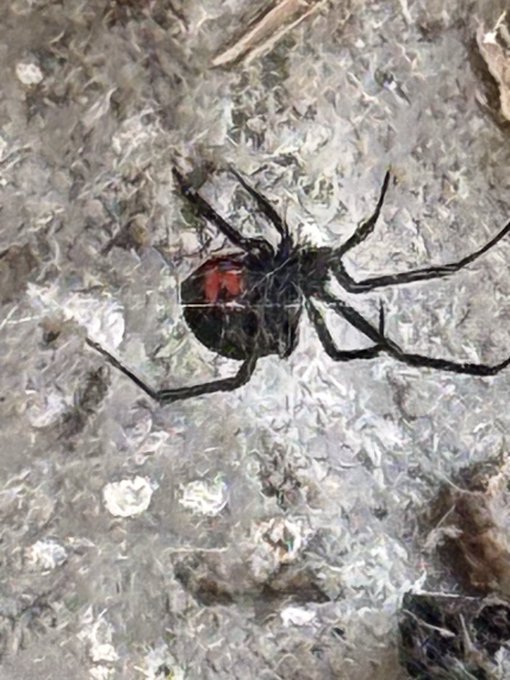 A close-up photograph of a black widow spider, identifiable by the red marking on its abdomen, resting on a textured stone surface.