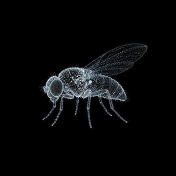 A detailed, wireframe-style 3D illustration of a fly rendered in glowing blue lines against a black background.