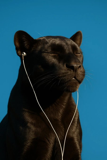 A black panther with its eyes closed in apparent serenity wears white earbuds, set against a vibrant blue background.