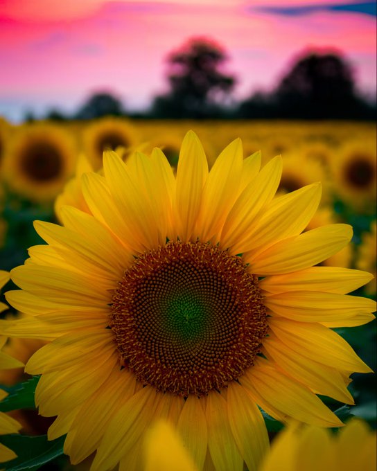 A vibrant close-up photograph of a yellow sunflower in a field, with other sunflowers and trees blurred in the background against a pink and purple sunset sky.