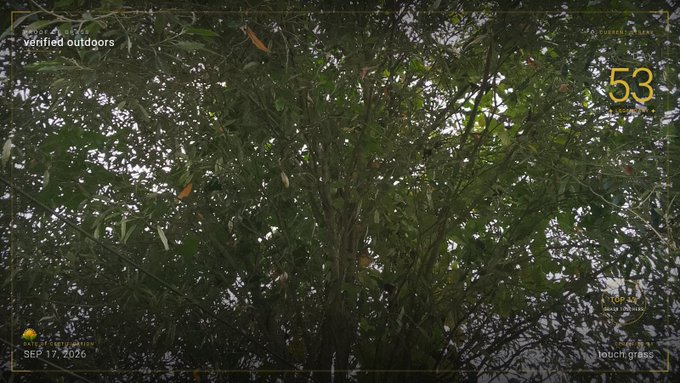 A view looking up into a dense tree canopy with sunlight filtering through the leaves, marked with overlay text including 'verified outdoors', '53', and 'SEP 17, 2025'.