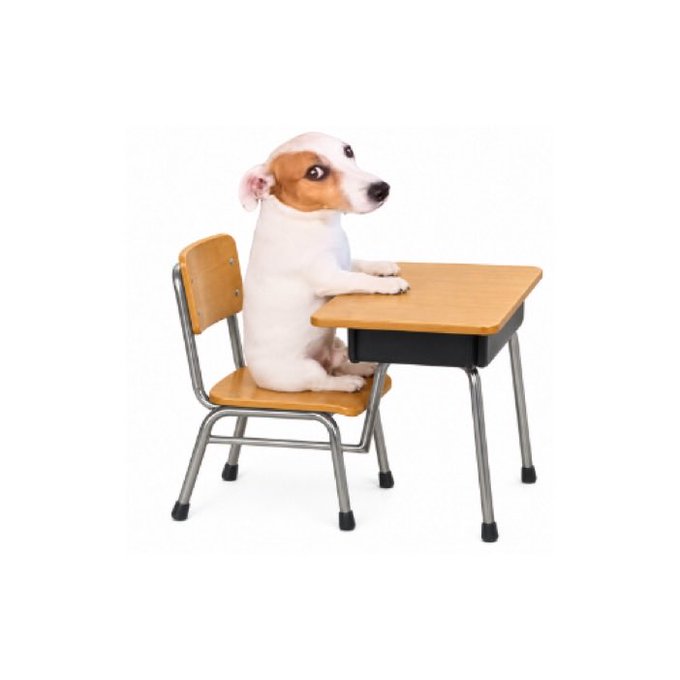 A small brown and white dog sits upright at a miniature wooden school desk and chair, looking off to the side.