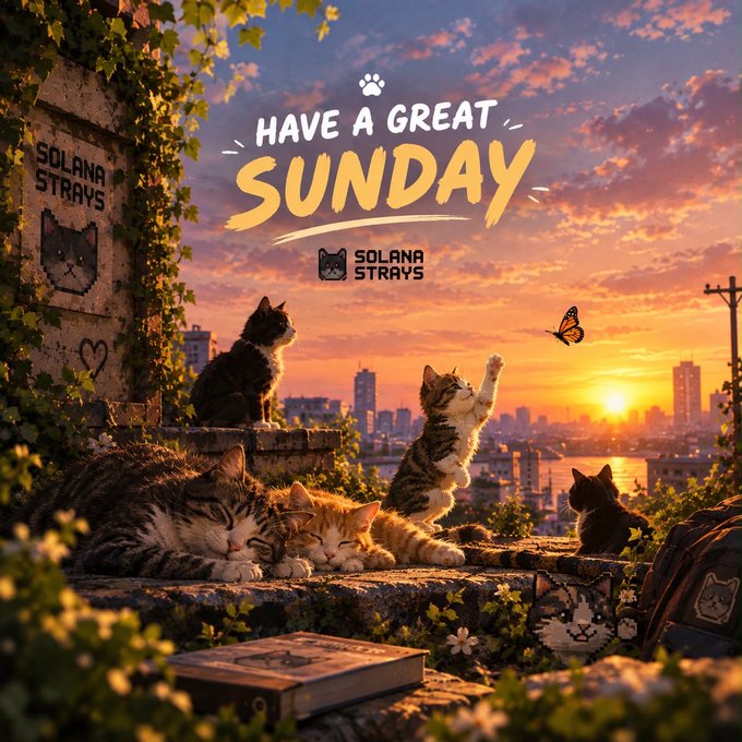 A warm, illustrated scene features cats gathered at sunset with the text "HAVE A GREAT SUNDAY" and "SOLANA STRAYS" branding.