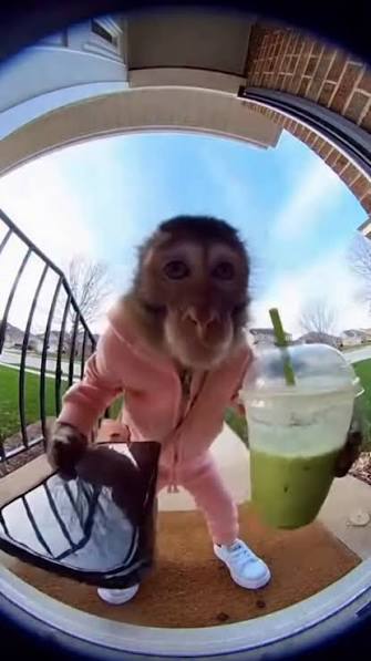 A monkey wearing a pink hoodie stands on a doorstep holding a green smoothie, filmed through a fisheye doorbell camera. The humorous contrast between the playful, surreal image and the crypto-related caption "Sol pumping, any news?" creates a quirky, ironic joke about checking market updates in an unconventional way.
