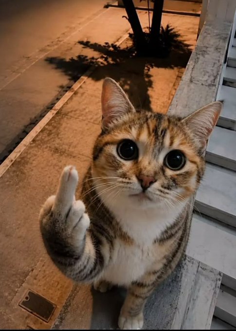 A tabby cat sitting outdoors at night, looking up at the camera with one paw raised, with text "US Pickleball" visible on the ground.