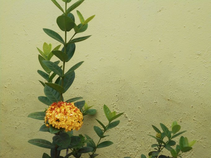 A yellow and orange ixora flower cluster blooming on a green leafy branch against a textured pale yellow-green wall.