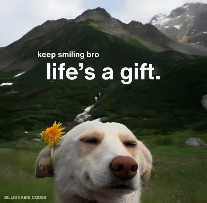 The image features a white dog with its eyes closed, smiling at the camera. The caption of the image reads "Keep smiling bro. Life's a gift." This quote emphasizes the importance of staying positive and enjoying life, even during challenging times or when facing obstacles in one's personal or professional journey.