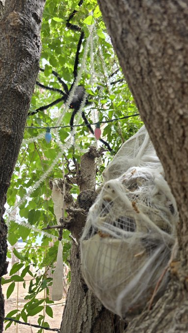A large spider sits in a web among tree branches, with another web-wrapped object hanging below it.