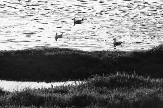 A black and white photograph of three seagulls floating on calm water, viewed from a grassy shoreline with a small puddle reflecting light in the foreground.