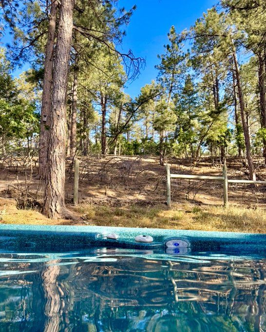 A scenic view from the edge of a swimming pool looking out toward a sunlit pine forest with a wooden fence and dry grass under a bright blue sky.