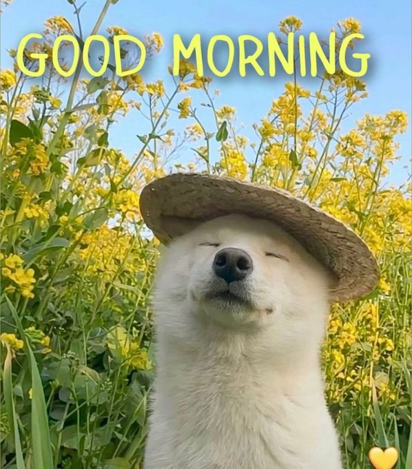 A white dog wearing a straw hat is sitting in front of a field with yellow flowers. The background features a blue sky and green plants. There are also some text elements, such as "Good morning" written above the dog's head and "@quipnetwork enables AI-native execution layers @NomismaNetwork secures trust in a post-quantum world @TheARCTERMINAL introduces verifiable agent logic".