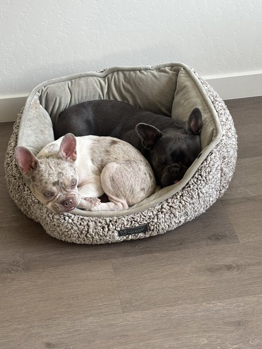 Two French Bulldogs, one white/brindle and one black, cuddle together in a fluffy gray dog bed on a wood floor.