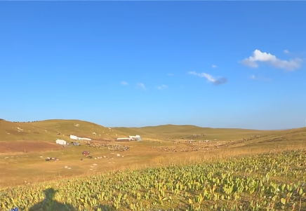 A scenic landscape showing a vineyard in the foreground with rolling hills, a few buildings, and livestock in the distance under a bright blue sky with scattered clouds.