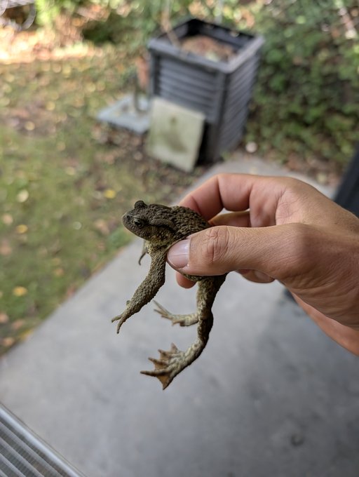 A person's hand holds a warty brown toad outdoors, with a wooden deck and planter visible in the blurred background.