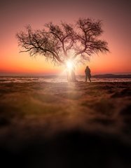 A silhouette of a person standing in shallow water under a tree as the sun sets, creating a warm, glowing atmosphere.