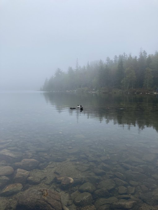 A misty, fog-covered lake with ducks swimming in the calm water, trees lining the distant shore, and clear stones visible beneath the shallow water in the foreground.