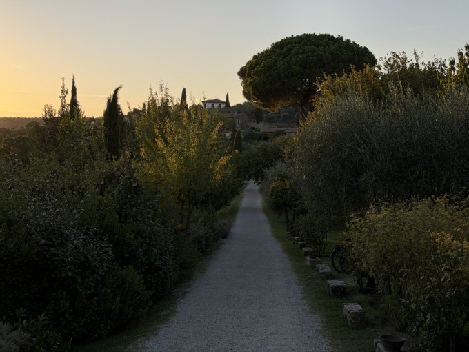 A serene landscape at sunset featuring a gravel path lined with olive trees and potted plants, leading toward a large umbrella pine and a distant villa.