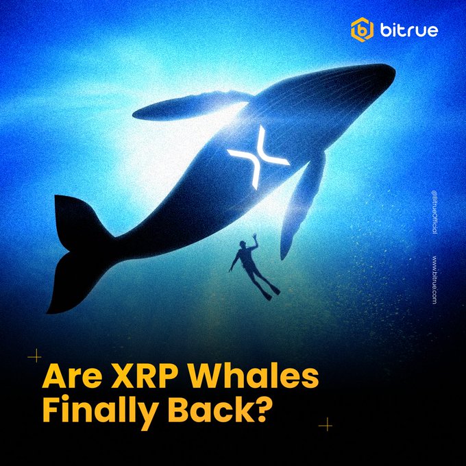 An underwater silhouette of a diver swimming beside a massive whale marked with the XRP logo, accompanied by the text "Are XRP Whales Finally Back?" and the Bitrue logo at the top, visually illustrates the post's theme of large XRP holders returning to accumulate tokens.